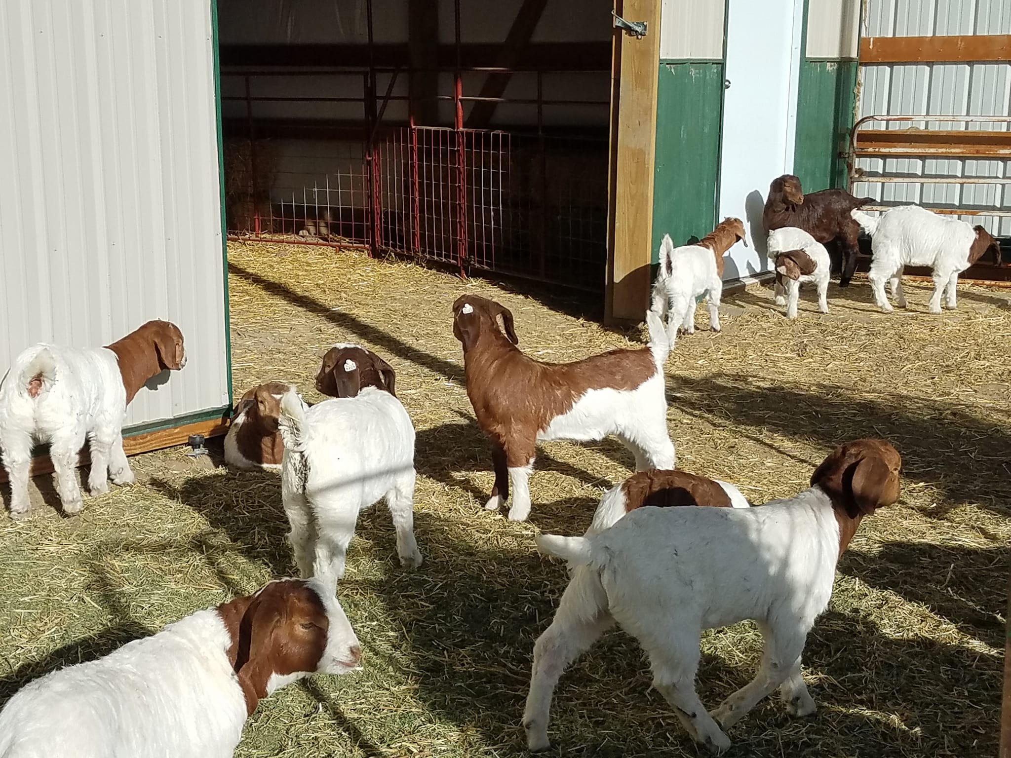 Cabras vivas | Ovejas vivas | Ganado vivo